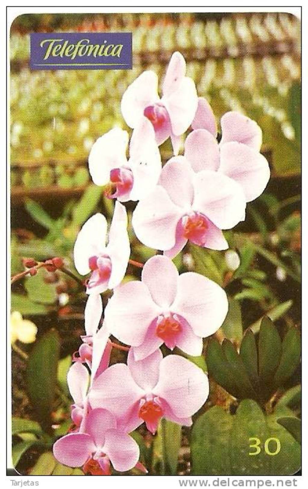 TARJETA DE BRASIL DE UNA ORQUIDEA   (FLOR-FLOWER-FLORES) - Flores