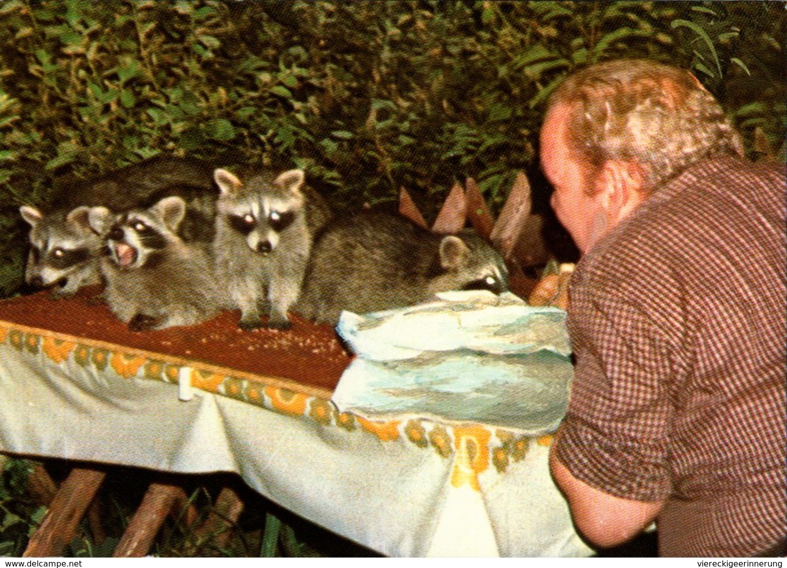 ! Ansichtskarte 1979, Waldgasthaus Rabenklippe, Bad Harzburg, Waschbären - Autres & Non Classés