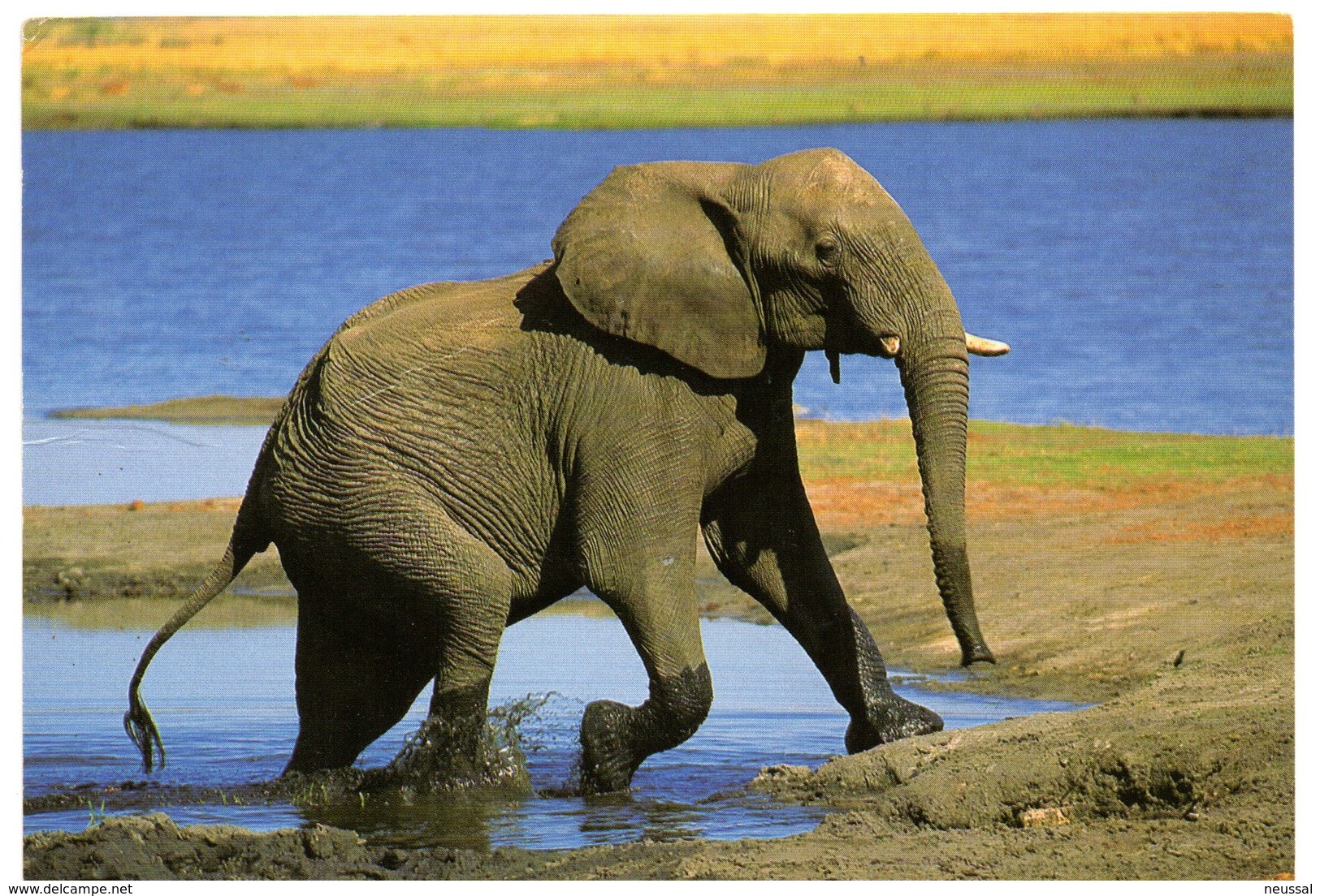 Tarjeta Postal De Sudafrica Circulada 2000 Elefante. - Sudáfrica