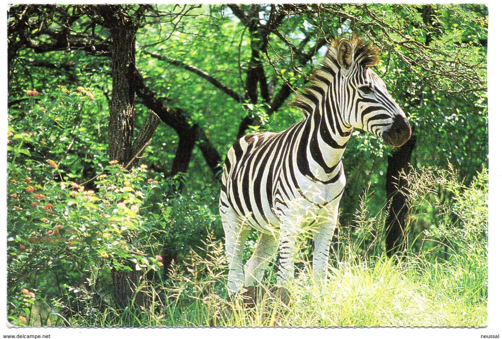 Tarjeta Postal De Sudafrica Circulada 2000 Zebra - Sudáfrica