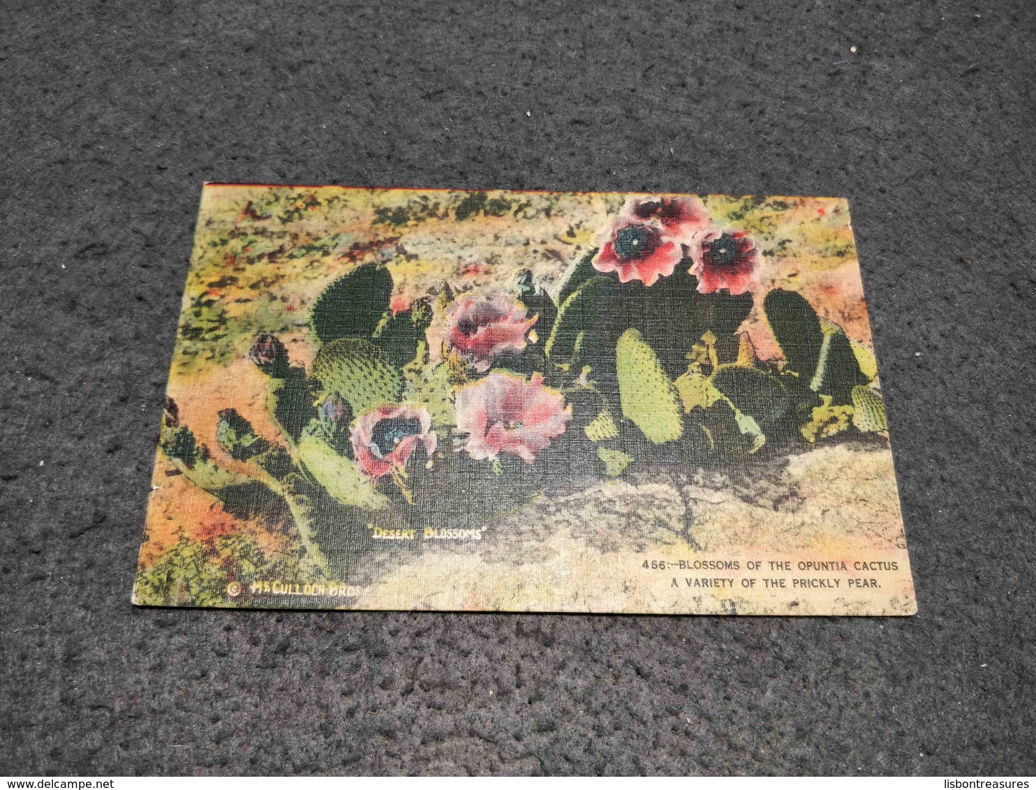 ANTIQUE POSTCARD UNITED STATES BLOSSOMS OF THE OPUNTIA CACTUS CIRCULATED 1953 - Cactusses