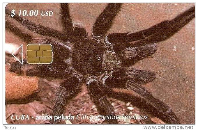 105 TARJETA DE CUBA DE UNA ARAÑA PELUDA  (SPIDER) - Otros & Sin Clasificación