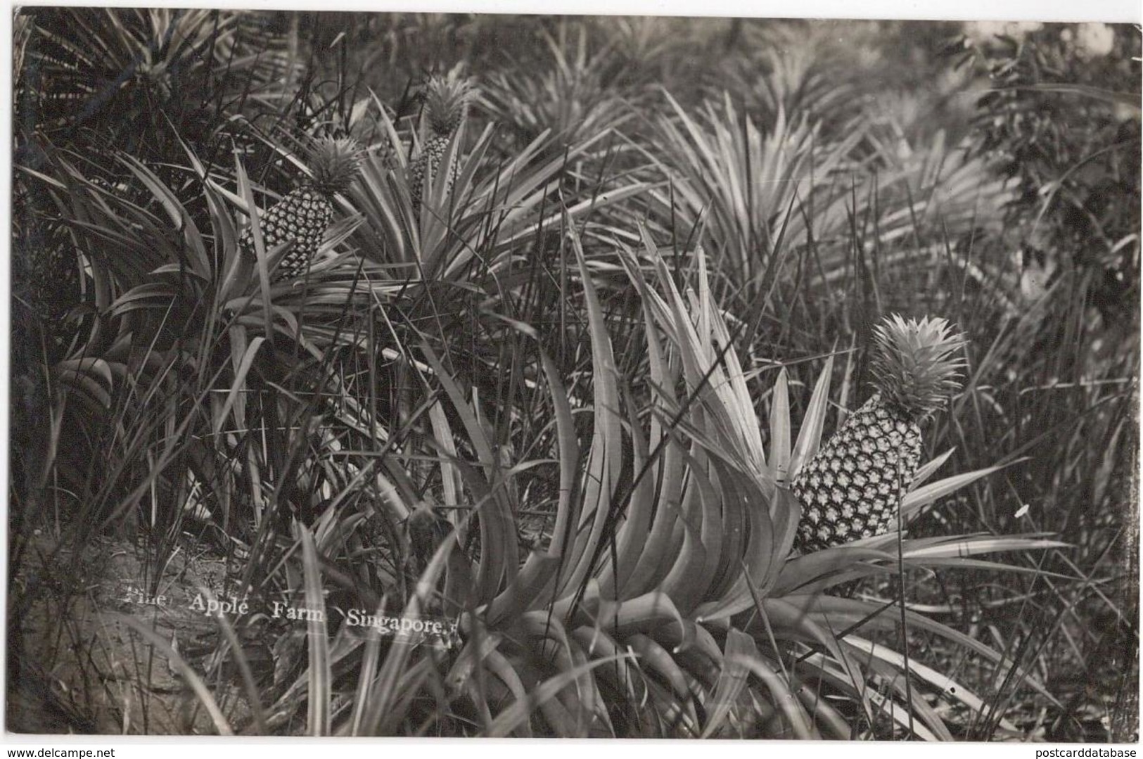 Pine Apple Farm Singapore - Singapour