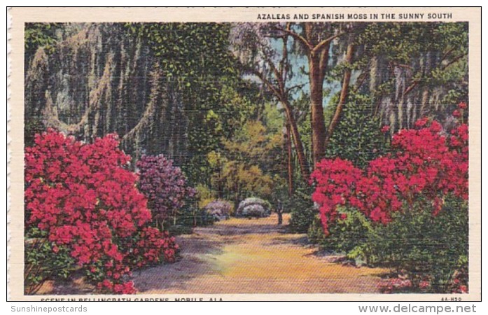 Alabama Mobile Azaleas And Spanish Moss At Bellingrath Gardens Curteich - Mobile