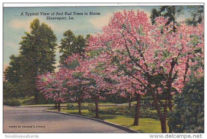 Louisiana Shreveport Typical View Of Red Bud Trees In Bloom Curteich - Shreveport