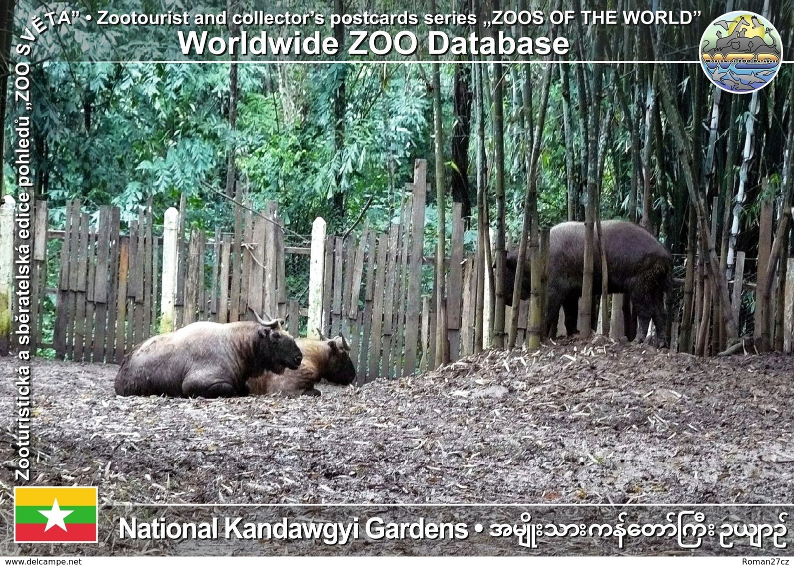 198 National Kandawgyi Gardens, MM - Mishmi Takin (Budorcas Taxicolor Taxicolor) - Myanmar (Burma)