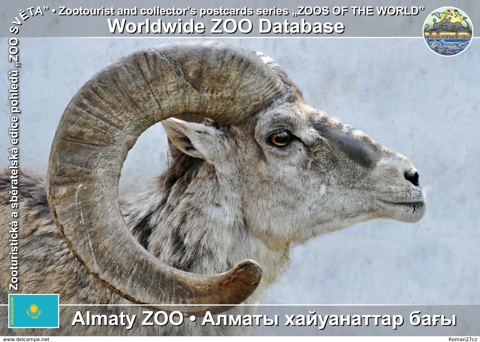 252 Almaty ZOO, KZ - Tian Shan Argali (Ovis Ammon Karelini) - Kazakhstan