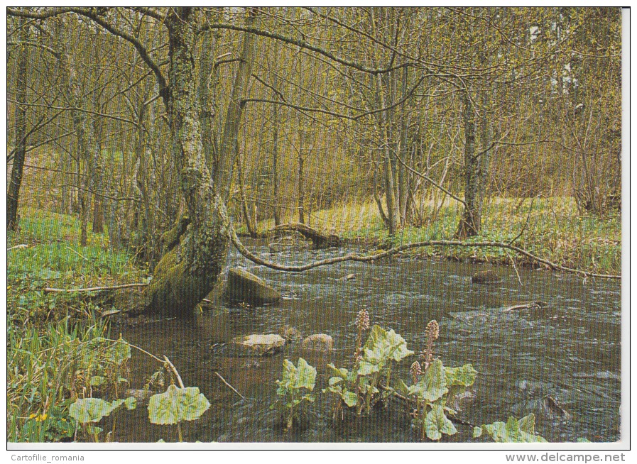 Switzerland,  Suisse, Schweiz, Svizerra - Naturlicher Bachlauf, Schweizerischer Bund Fur Naturschutz, Unused - Risch-Rotkreuz