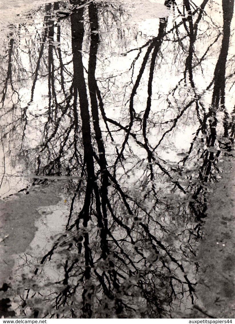 Grande Photo Originale Photographe Amateur Otto Stenberg -Reflets D'Arbres En Flaques D'eau Vers 1970/80 - Places