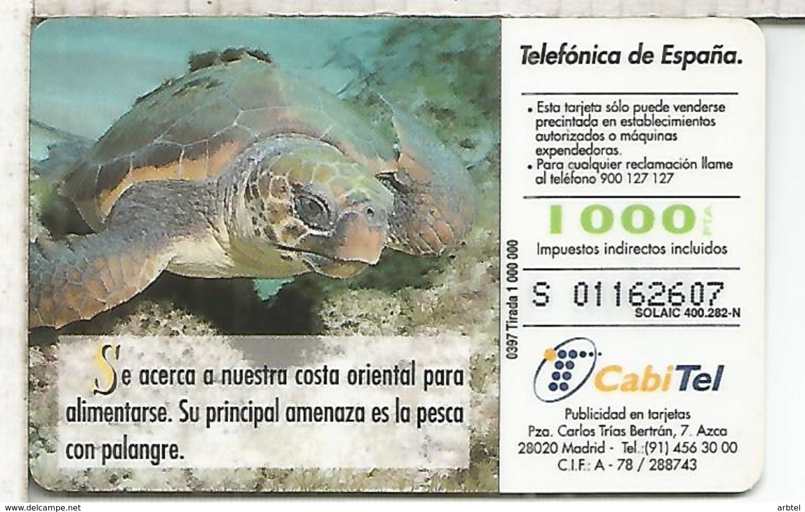 TORTUGA BOBA TURTLE - Tortugas