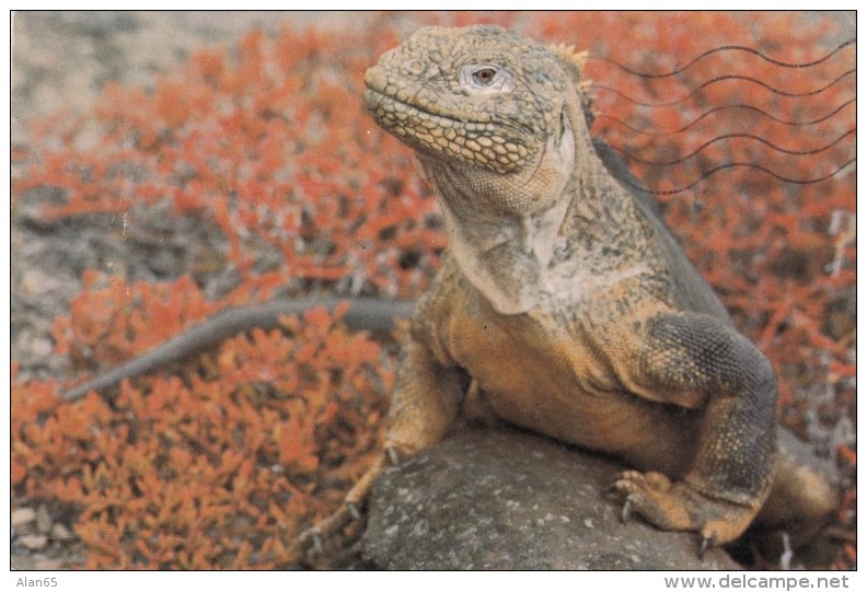 Ecuador Sc#987 5s Chota Woman Imbabura &amp; #C554 $1.30 Tennis Sports Issue, Galapagos Island Postcard, Land Iguana Liz - Ecuador