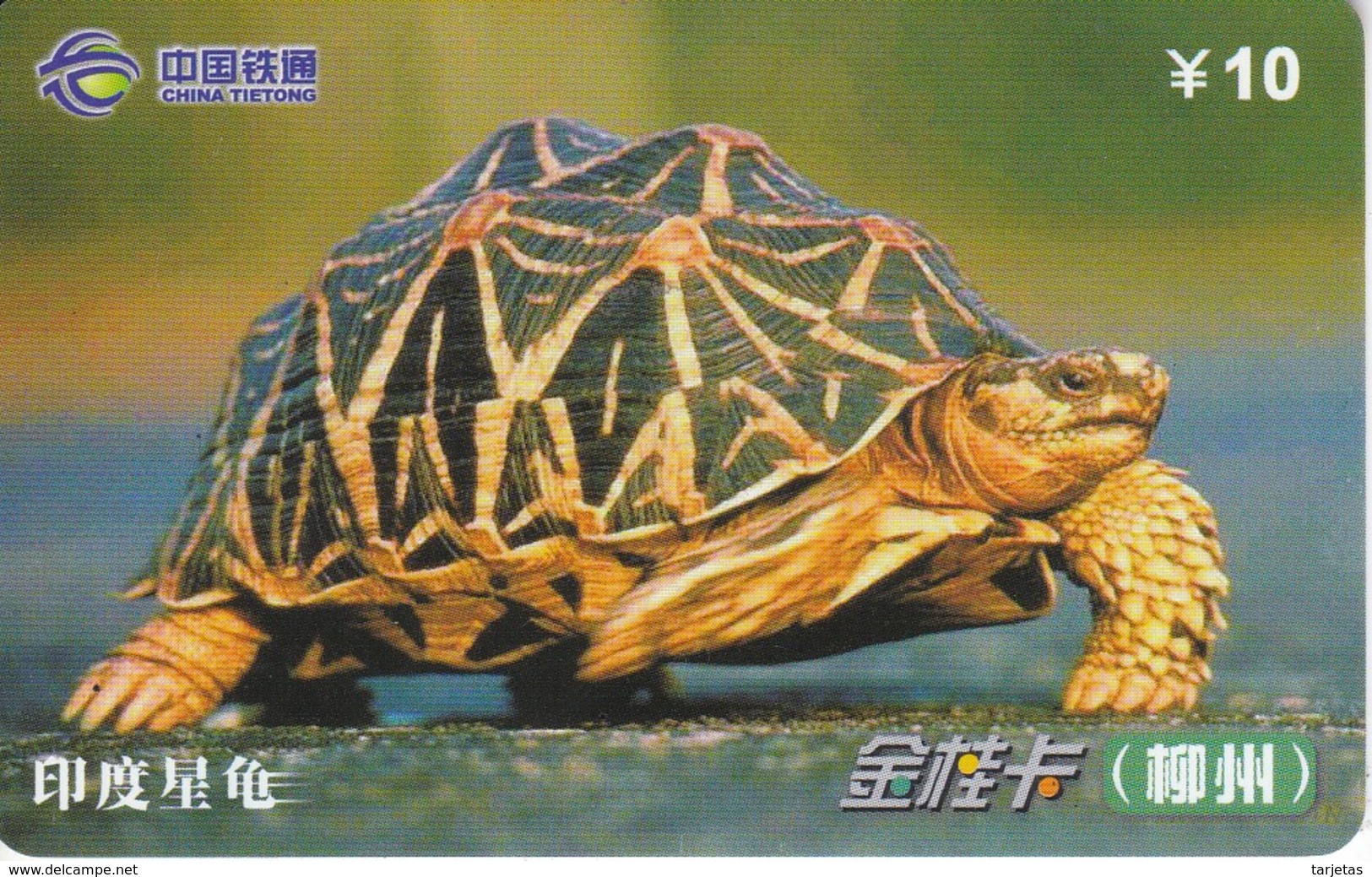 TARJETA DE CHINA DE UNA TORTUGA TERRESTRE (TURTLE) - Tortues