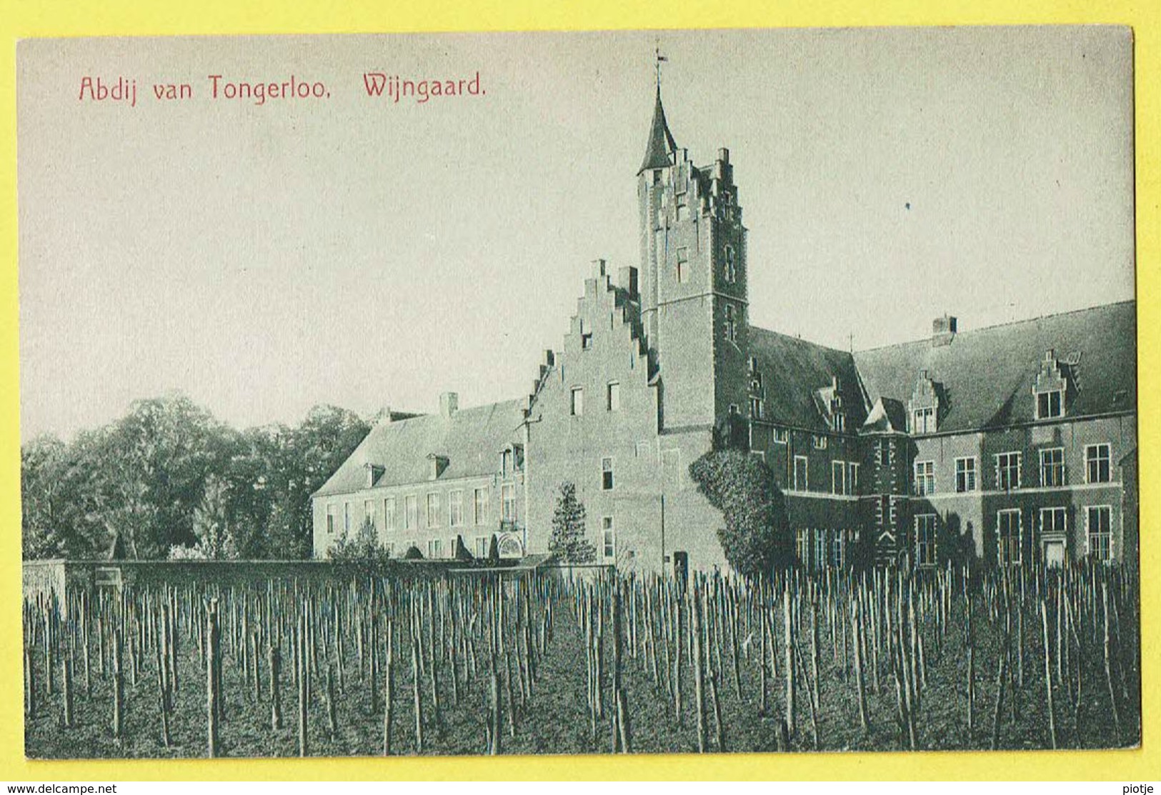* Tongerloo - Tongerlo (Westerlo - Antwerpen) * Abdij Van Tongerloo, Wijngaard, Viticulture, Couvent, Rare, TOP, Unique - Westerlo