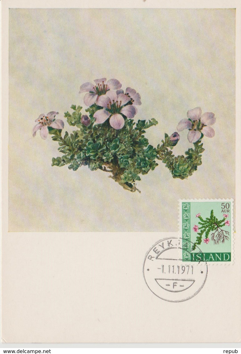 Carte Maximum Fleurs 1968 Saxifraga 370 - Cartes-maximum