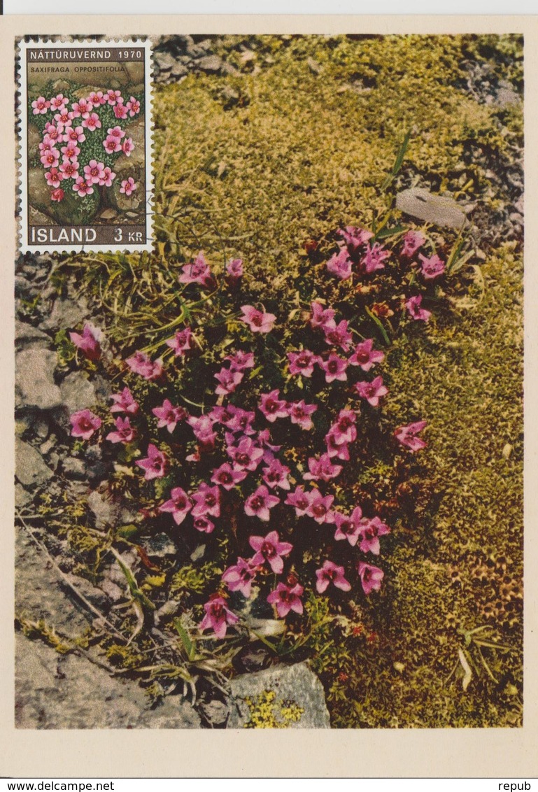 Carte Maximum Fleurs 1970 Saxifraga 400 - Cartes-maximum