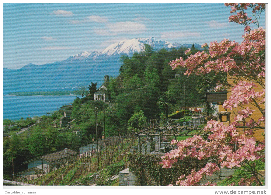 Switzerland, Suisse, Schweiz, Svizzera - Tenero Lago Maggiore Unused - Tenero-Contra