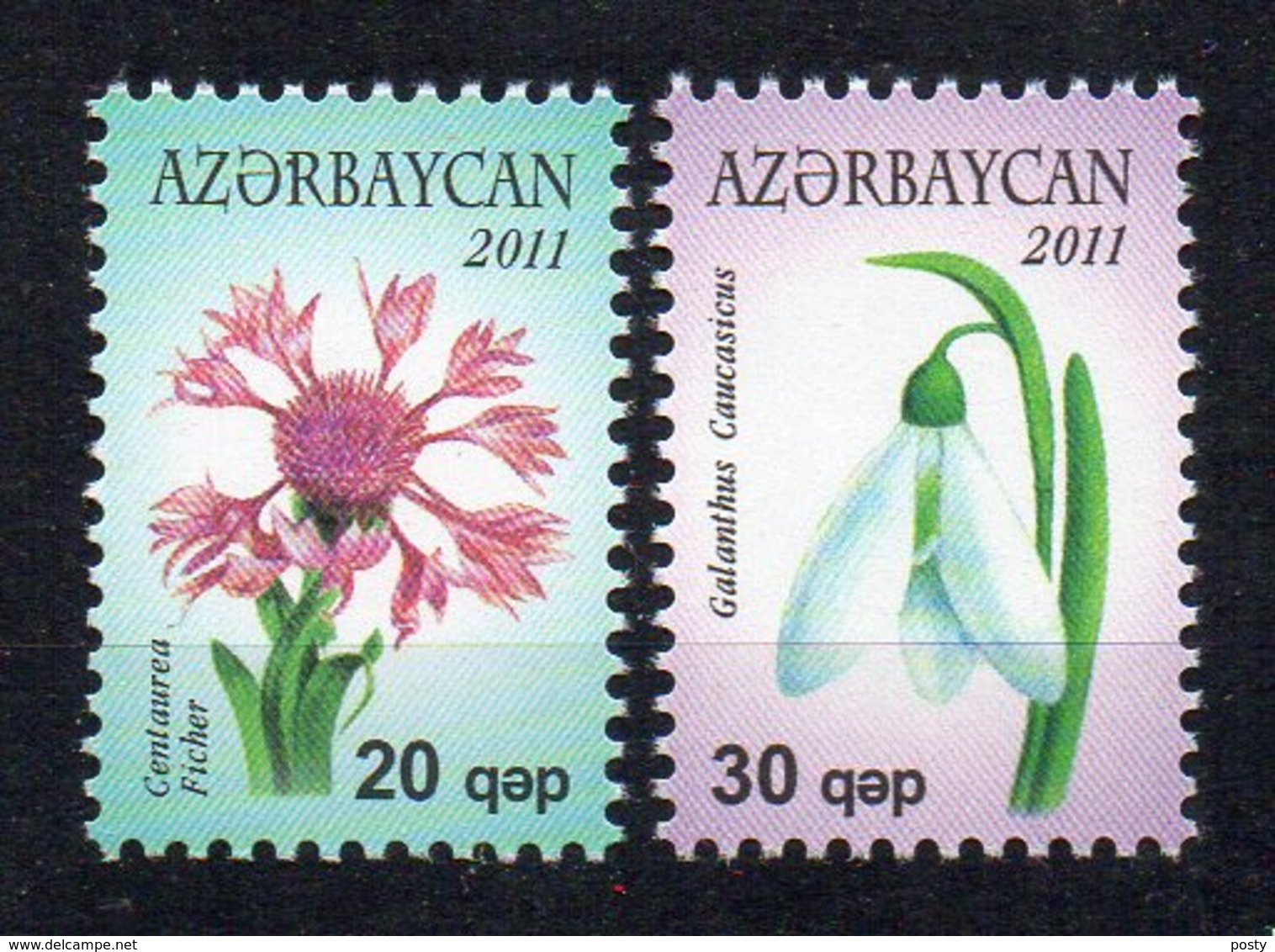 AZERBAIDJAN - FLEURS - FLOWERS - 2011 - - Azerbaïdjan