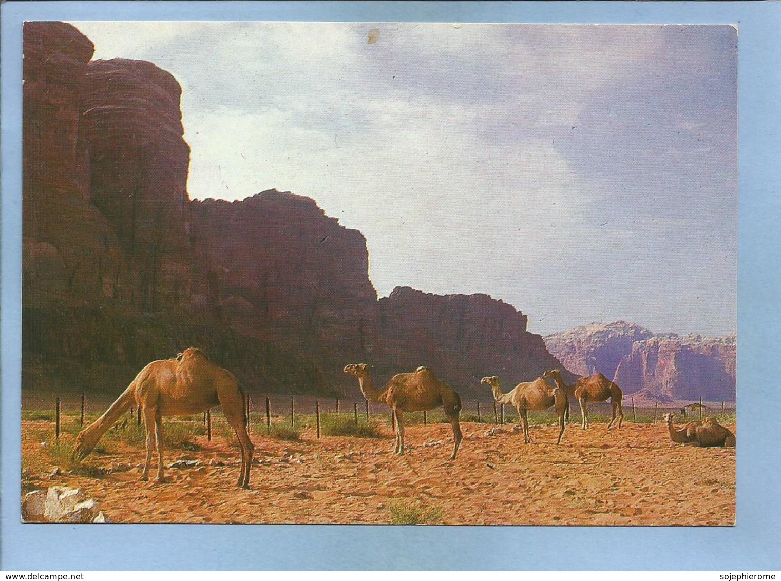 Camels In The Dead Sea Area Des Dromadaires Au District De La Mer Morte 2 Scans 19-11-1979 - Israel