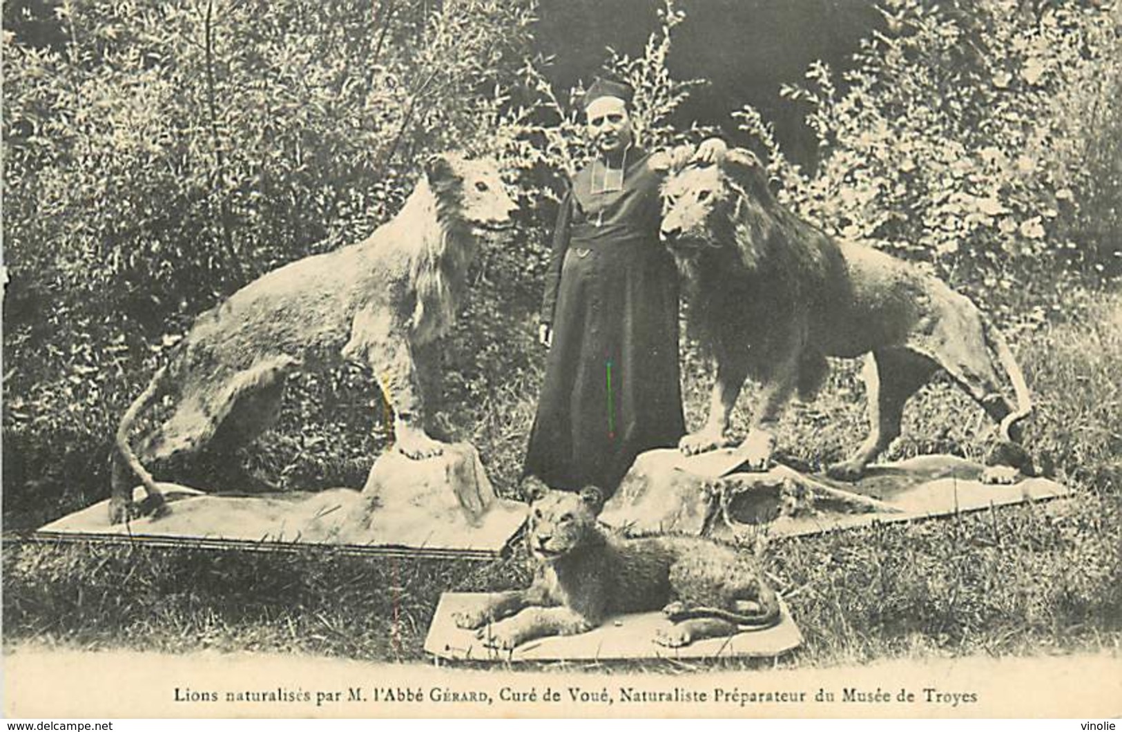 D-18-616 : LE CURE DE VOUE. ABBE GERARD. LIONS NATURALISES. TAXIDERMISTE. - Autres & Non Classés