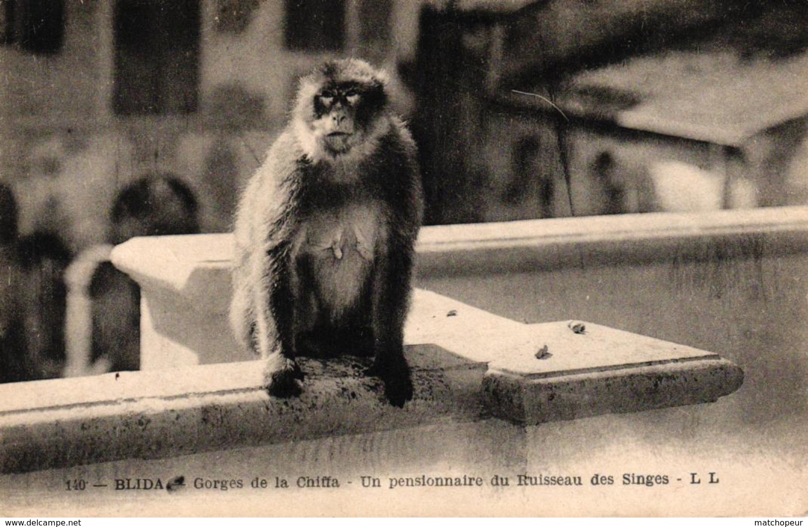 ALGERIE - BLIDA GORGES DE LA CHIFFA UN PENSIONNAIRE DU RUISSEAU DES SINGES - Blida