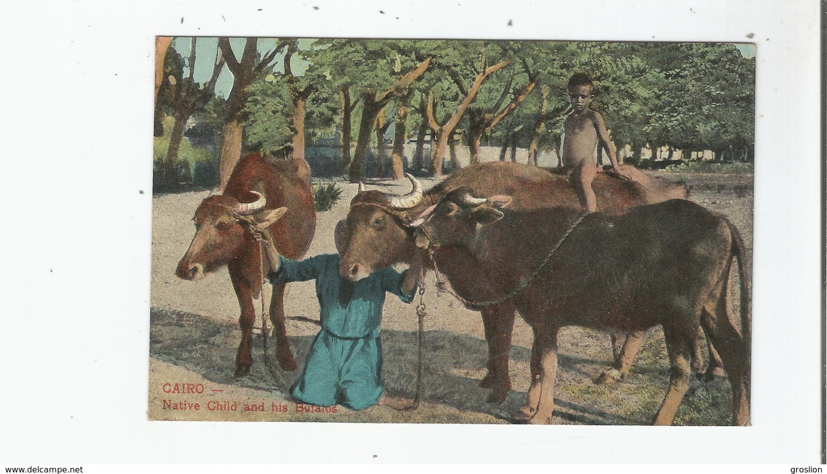 CAIRO 591 NATIVE CHID AND HIS BUFALOS - Le Caire