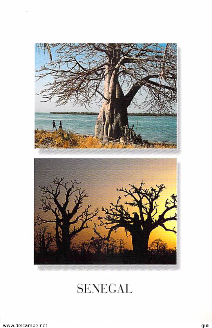 Afrique > COULEURS Du SENEGAL (B)  Les Baobabs (arbre Tree Trees Arbres) - Multi Vues  (RENAUDEAU 1185 )  *PRIX FIXE - Sénégal