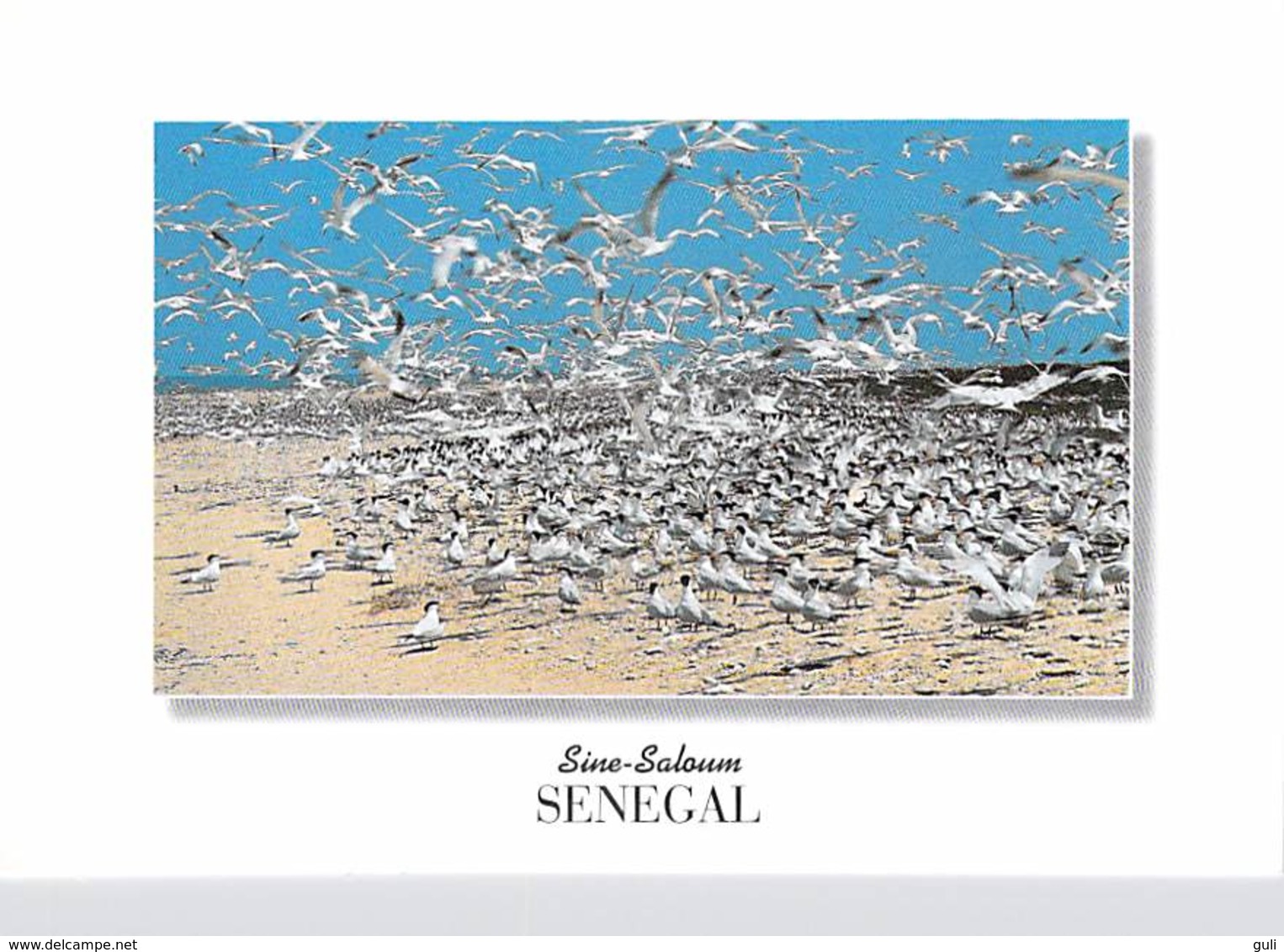 Afrique > COULEURS Du SENEGAL SINE SALOUM Ile Aux Oiseaux  (RENAUDEAU 1177)  *PRIX FIXE - Sénégal