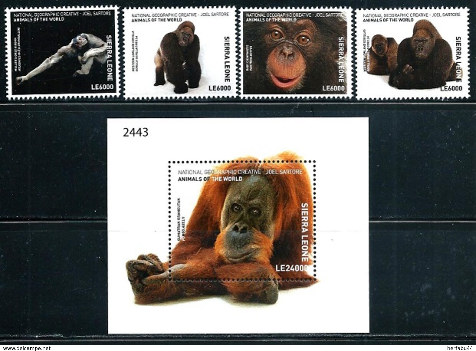 Sierra Leone    "Gorillas"    Set & Souvenir Sheet    SC# 4444-48      MNH - Sierra Leone (1961-...)