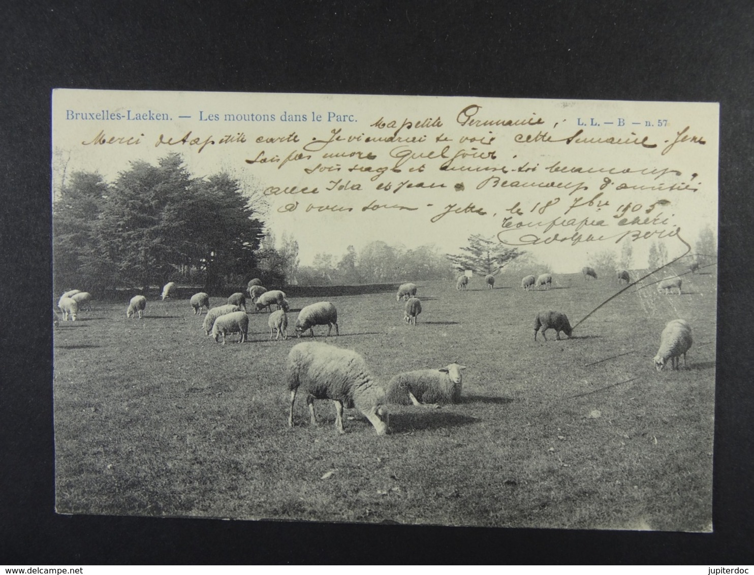 Bruxelles Laeken Les Moutons Dans Le Parc - Laeken