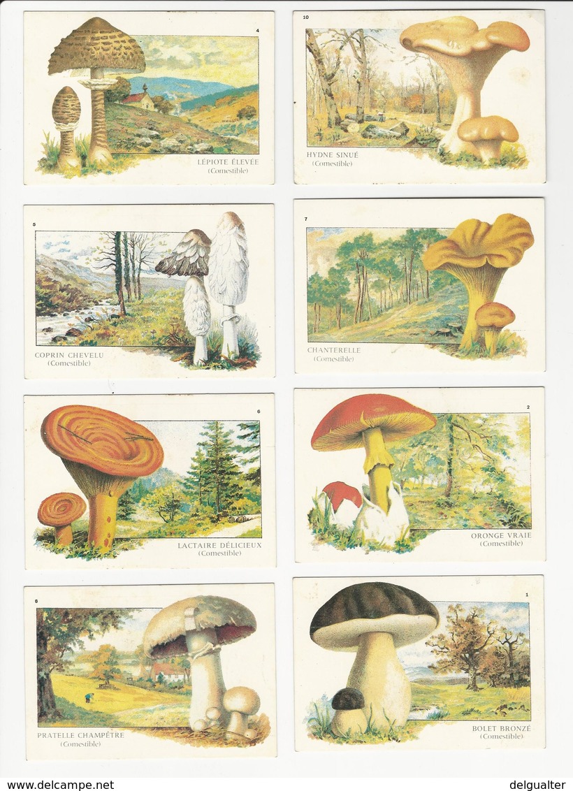 8 Calendars * Portugal * 1985 * Mushrooms * Cogumelos - Petit Format : 1981-90