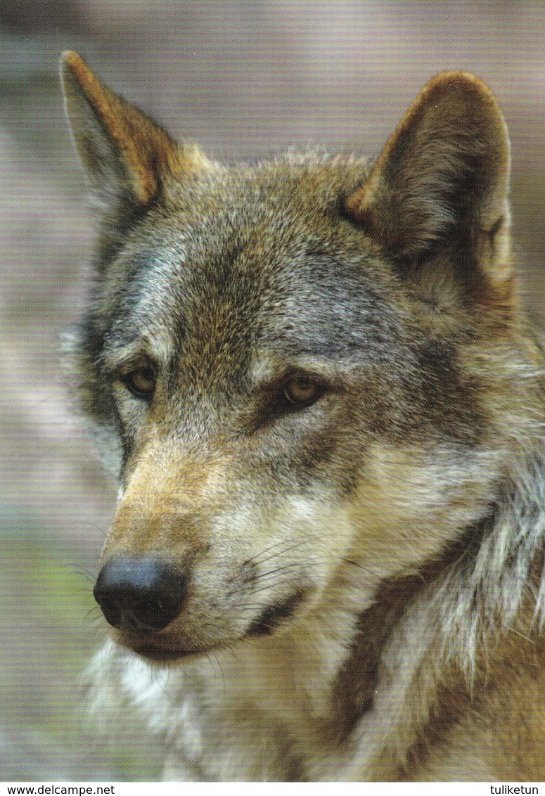 Wolf - Loup - Lupo - Lobo - Animal - Animaux - Fauna - Faune - Chiens