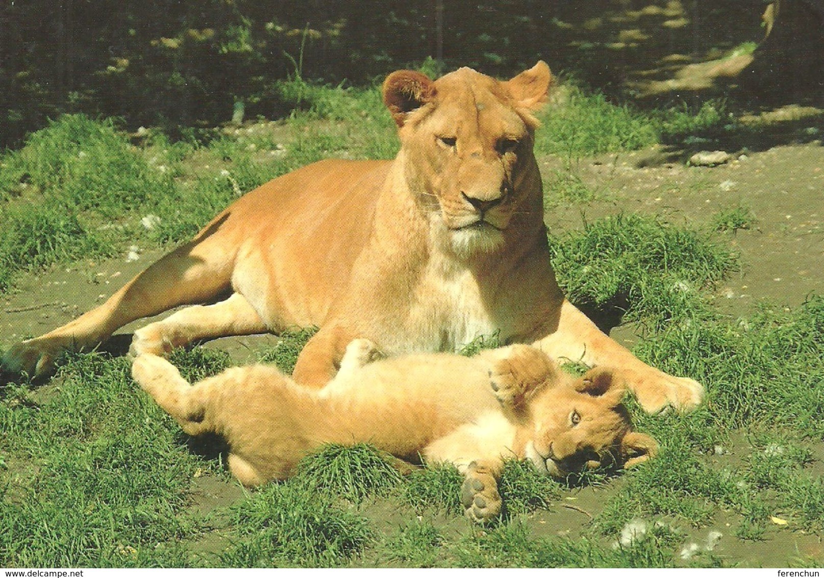 LION * BABY LION * ELEPHANT * ANIMAL * ZOO & BOTANICAL GARDEN * Budapest Zoo 11 04 * Hungary - Lions