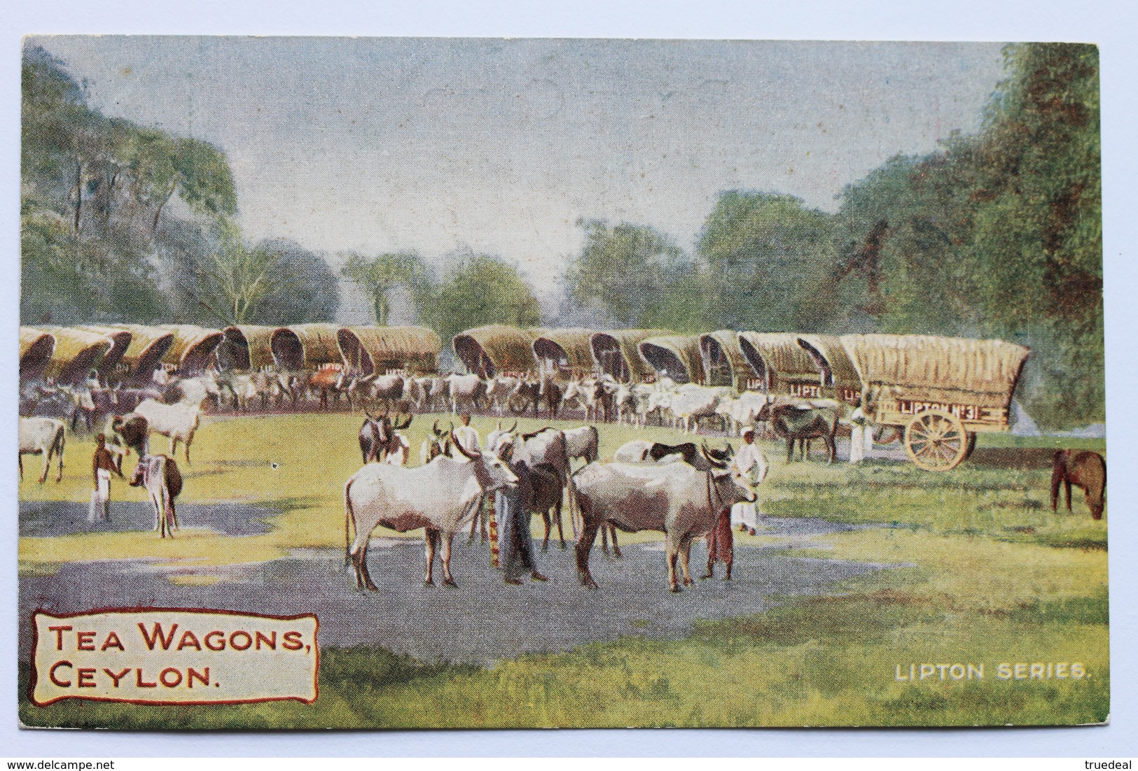 TEA WAGONS, CEYLON (Sri Lanka), Lipton Series Postcard, 1909 - Sri Lanka (Ceylon)