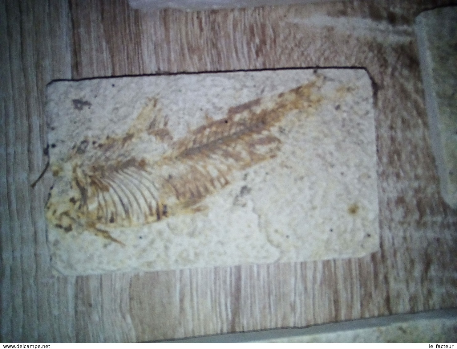 (T2) 8 Plaques De Poissons Fossilisés - Fossils