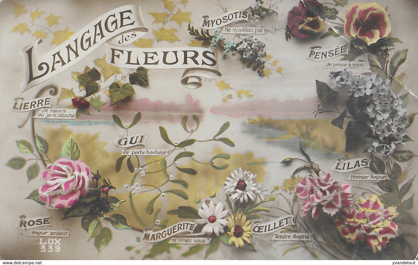 Langage Des Fleurs. Myosotis, Pensée, Lilas, Oeillet, Marguerite, Rose, Gui, Lierre - Flowers