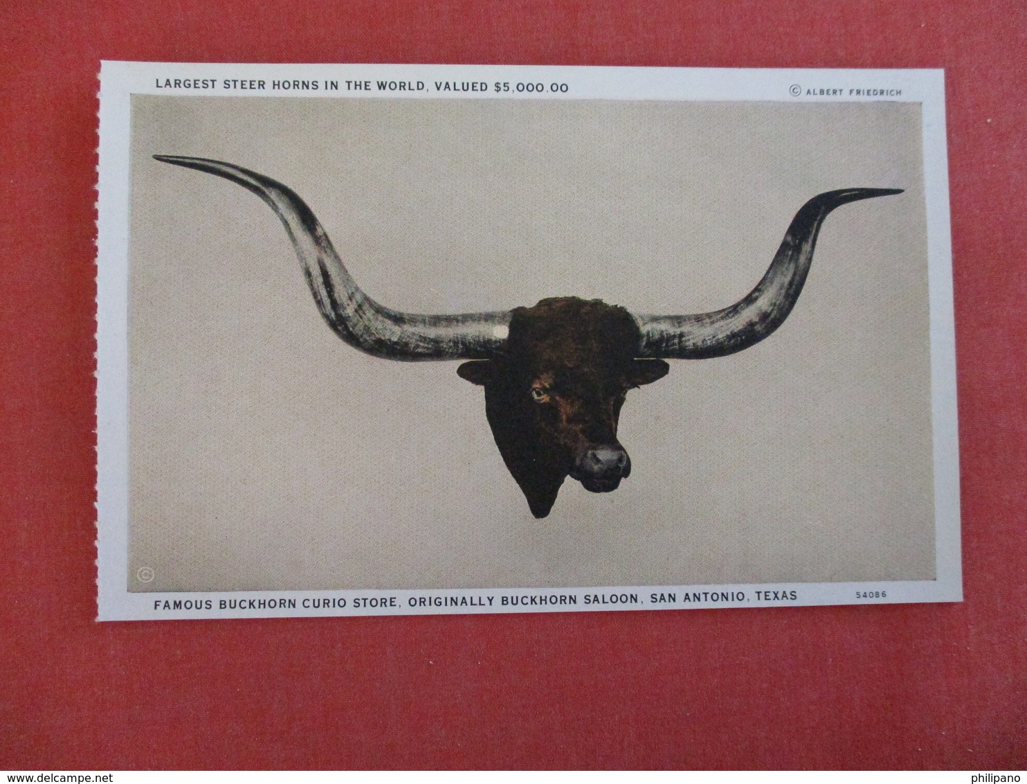 Taxidermy    Largest Steer Horn In The World   Valued $ 5,000.00   Buckhorn Saloon San Antonio Texas      Ref 3002 - Autres & Non Classés