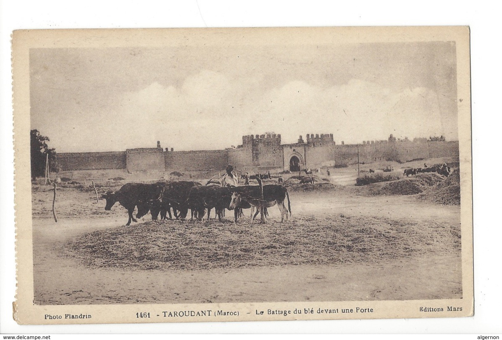 20066 - Taroudant Le Battage Du Blé Devant Une Porte Boeufs - Kühe