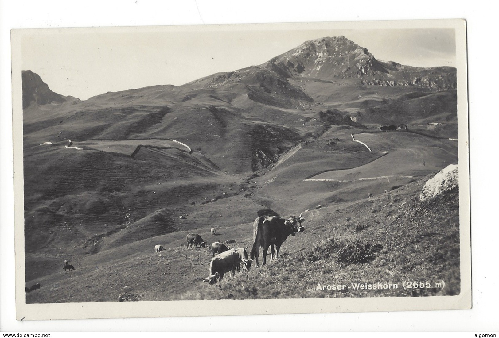 20075 - Aroser Weisshorn Vaches - Vaches