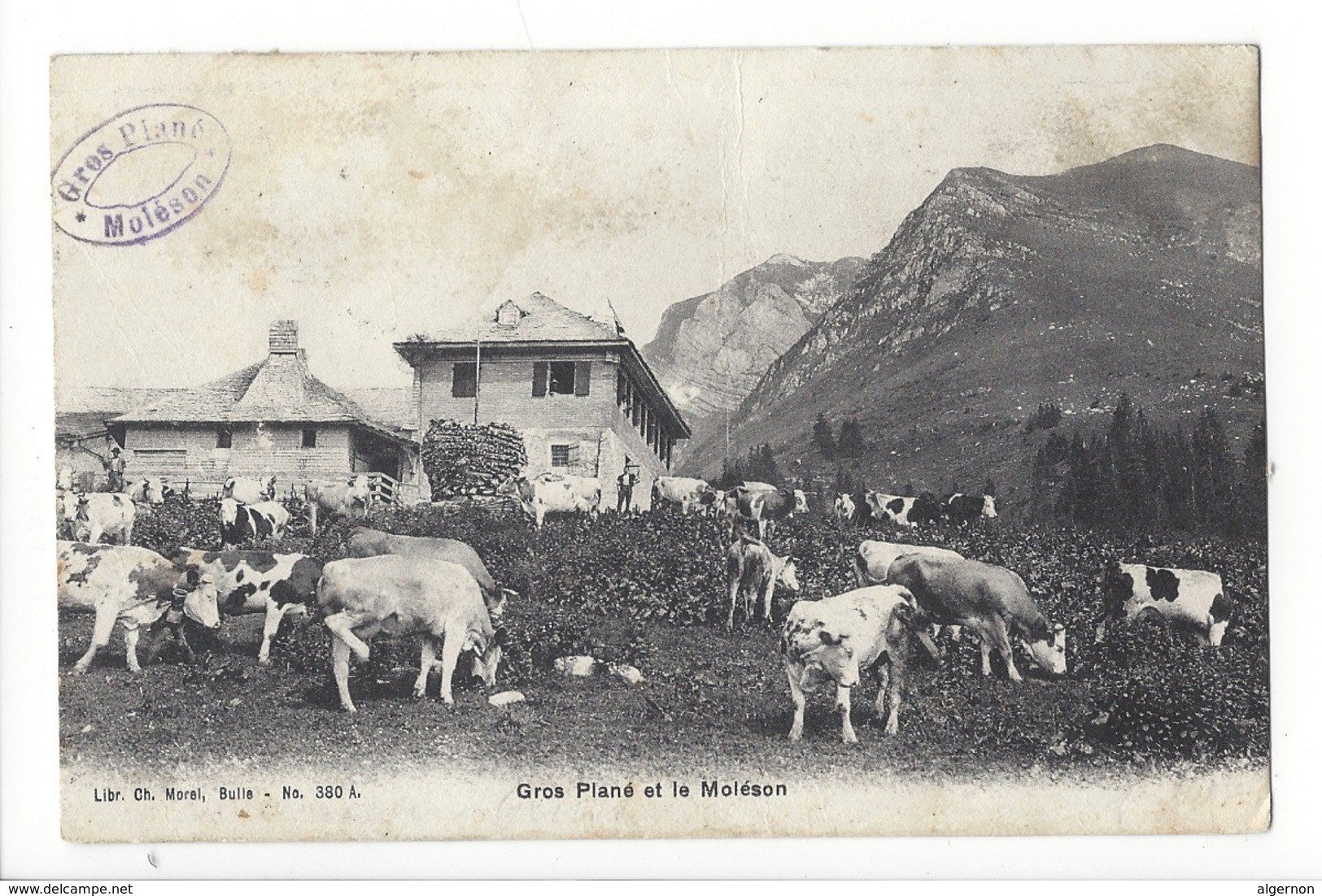 20077 - Gros Plané Et Le Moléson Troupeau De Vaches - Vaches