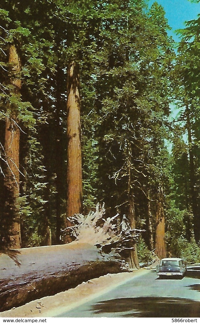 CARTE POSTALE ORIGINALE DE 9CM/14CM : YOSEMITE NATIONAL PARK CALIFORNIA THE FALLEN MONARCH   USA - Yosemite