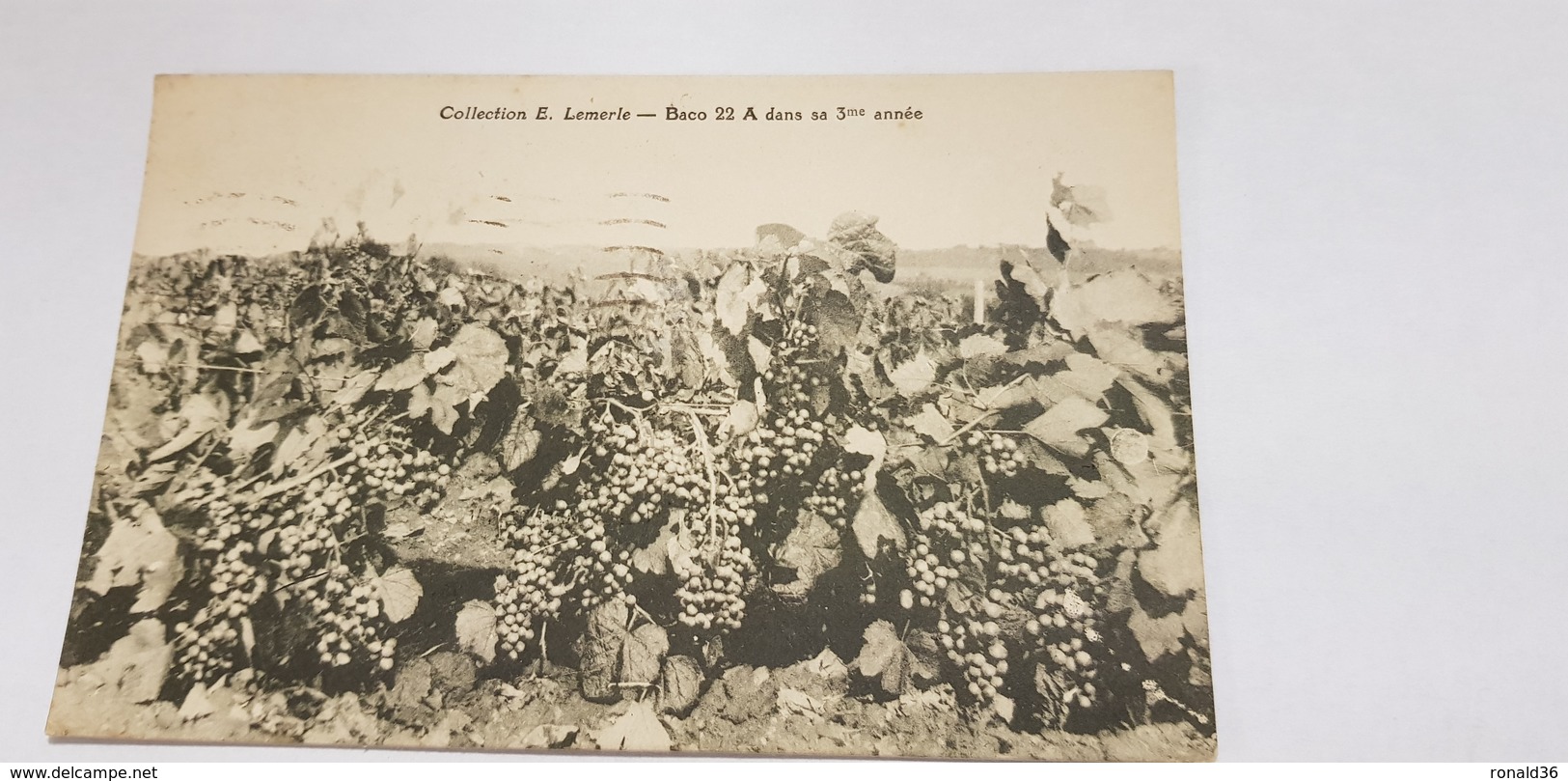 44 NANTES Raisin  Baco 22A 3 Année Vigne Américaine E LEMERLE Viticulteur Propriétaire LE LION D'OR Carte Publicitaire - Vignes