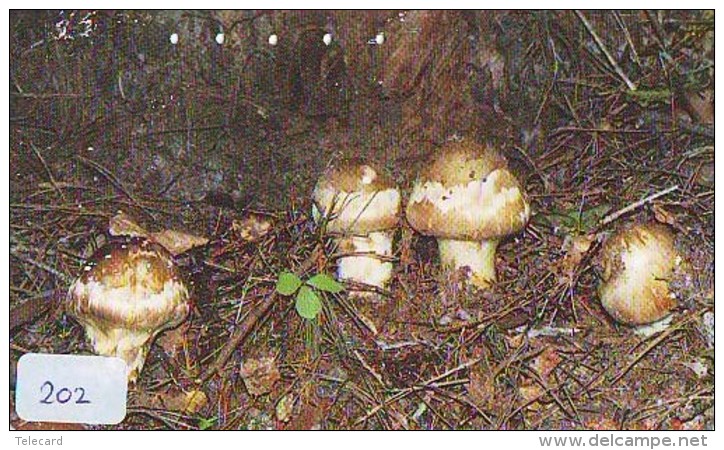 MUSHROOM CHAMPIGNON SETA Fungo Paddestoel (202) - Flores