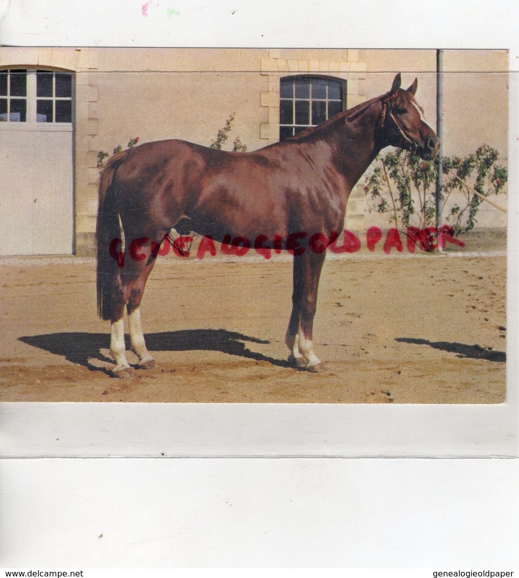 19- HARAS DE POMPADOUR - VOTEZ BIEN ETALON ANGLO ARABE DU HARAS - HIPPISME- COURSES HIPPIQUES CHEVAL - Arnac Pompadour