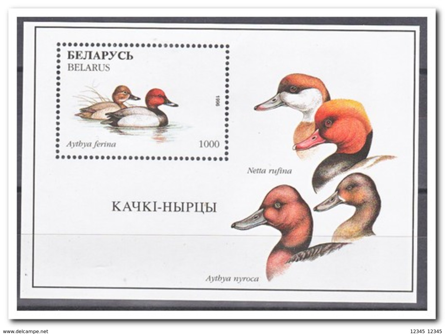 Wit Rusland 1996, Postfris MNH, Birds, Ducks - Wit-Rusland