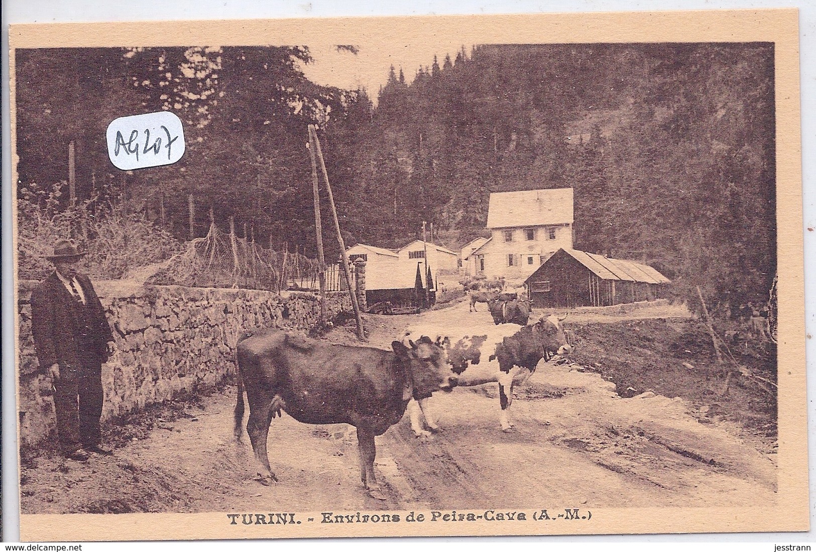 PEIRA-CAVA- LE COL DE TURINI- LES VACHES SUR LA CHAUSSEE - Autres & Non Classés