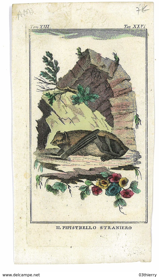 GRAVURE ISSUE LIVRE PEUT ETRE BUFFON ANIMAUX IL PIPISTRELLO STRANIERO - Prints & Engravings