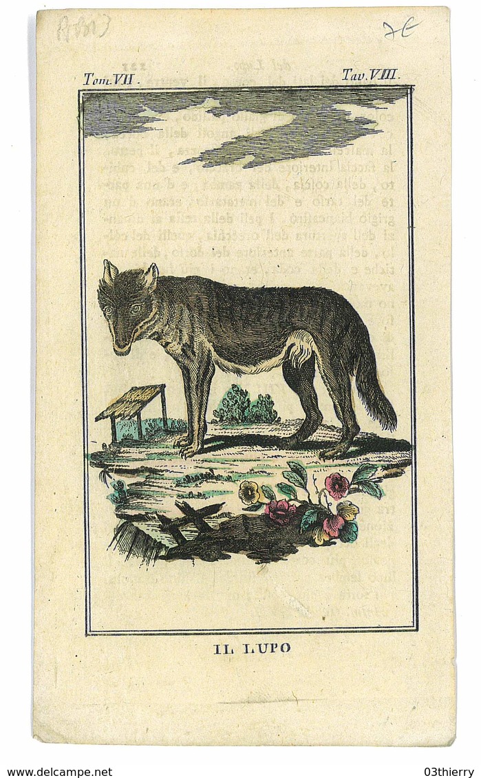 GRAVURE ISSUE LIVRE PEUT ETRE BUFFON ANIMAUX IL LOUPO - Prints & Engravings