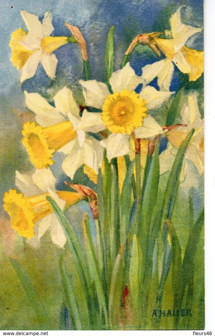 Illustrée Signée A. HALLER . Jonquilles - Haller, A.