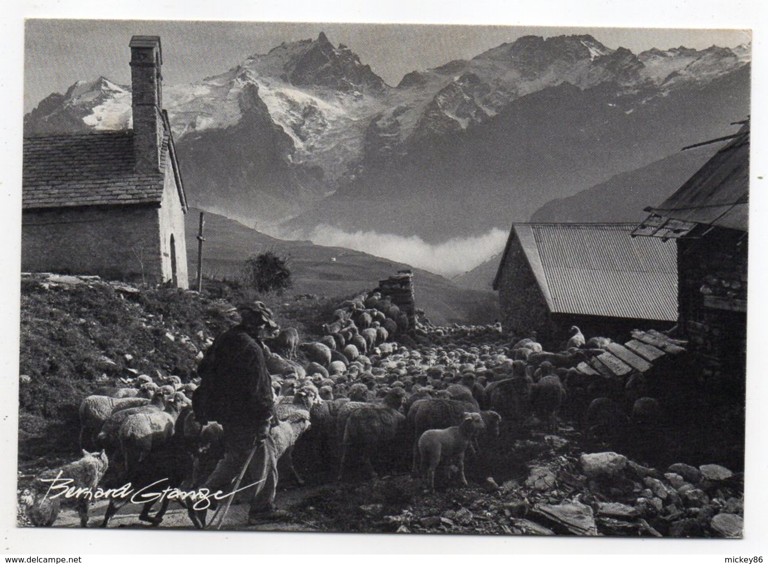 Troupeau De Moutons En Transhumance --1982-- Chapelle - Viehzucht