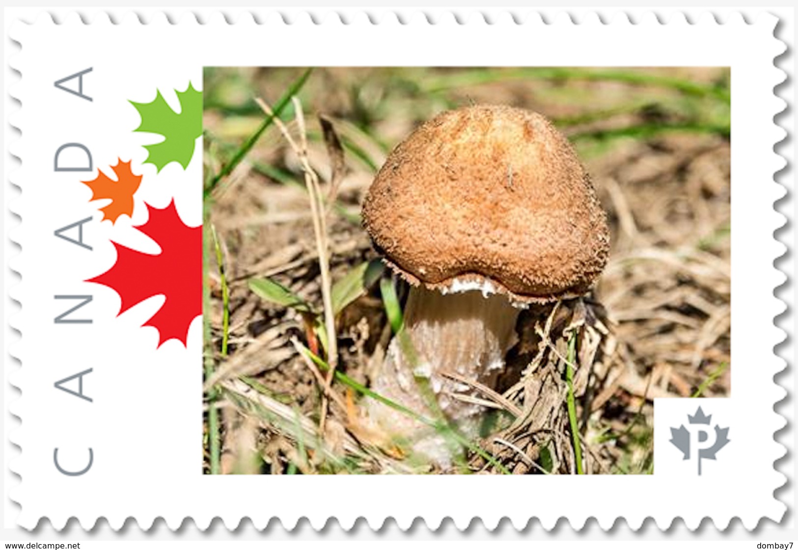 YOUNG MUSHROOM, PILZ, SETA CHAMPIGNON, FUNGO, Personalized Postage Stamp MNH Canada 2018 P18-06sn06 - Mushrooms